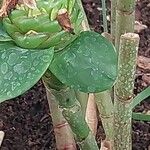 Costus dubius Leaf