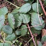 Rubus ursinus 葉