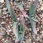 × Gasterhaworthia bayfieldii (Habit)
