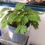 Mimosa pudica Leht