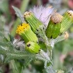 Senecio vulgaris 花