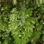 Hymenophyllum tunbrigense Yaprak