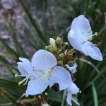 Libertia chilensis Blomst