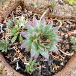 Sempervivum calcareum Лист