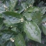 Jasminum sambac Blad