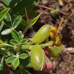 Crotalaria naragutensis Vrucht