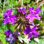 Glandularia tenera Flower