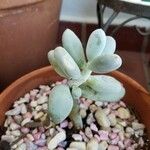 Pachyphytum oviferumЛисток