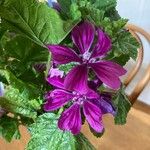 Malva setigeraFlors