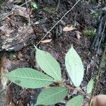 Brosimum acutifolium 葉