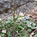 Cardamine hirsuta 果實