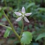 Saxifraga rotundifolia Çiçek