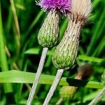 Cirsium canum Blüte