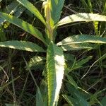 Senecio hercynicus Leaf