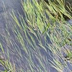 Sparganium emersum Likasa