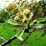 Pyrus spinosa Kukka