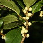 Ficus colubrinae 果