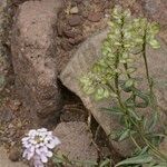 Iberis gibraltarica Yeri