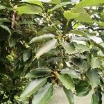 Cinnamomum camphora পাতা