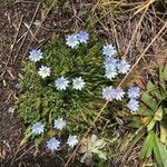 Gentiana sedifolia Květ