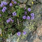 Globularia repens Plante entière