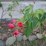 Jatropha integerrima Leaf