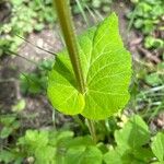 Smyrnium perfoliatum Leaf