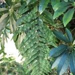 Nephrolepis brownii Leaf