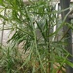 Muehlenbeckia platyclada Plante entière