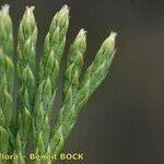 Lycopodium tristachyum Hostoa