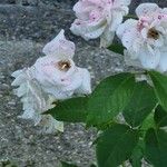 Rosa damascena Blodyn
