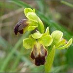 Ophrys lupercalis Mosusu