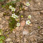 Sagina subulata 整株植物