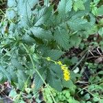 Agrimonia gryposepala Leaf