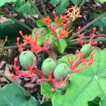 Jatropha podagrica Φρούτο