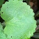 Saxifraga hirsuta Hoja