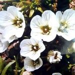 Saxifraga caesia Fula