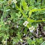 Valeriana woodsiana Flower