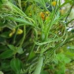 Visnaga daucoides Leaf