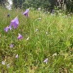 Campanula rotundifoliaFlower