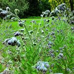 Cynoglossum officinale ᱥᱟᱠᱟᱢ