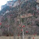 Sorbus aucuparia Alkat (teljes növény)