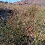 Juncus acutus Habit