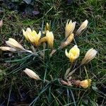 Crocus chrysanthus Blüte