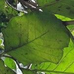 Coccoloba caracasana Hoja
