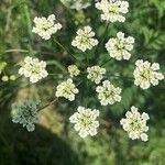 Chaerophyllum bulbosumFlor