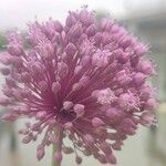 Allium atroviolaceum Flower