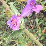 Penstemon speciosus Fiore