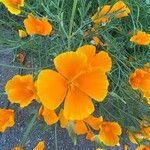 Eschscholzia caespitosa Flor