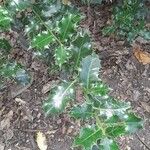 Ilex aquifolium Folio